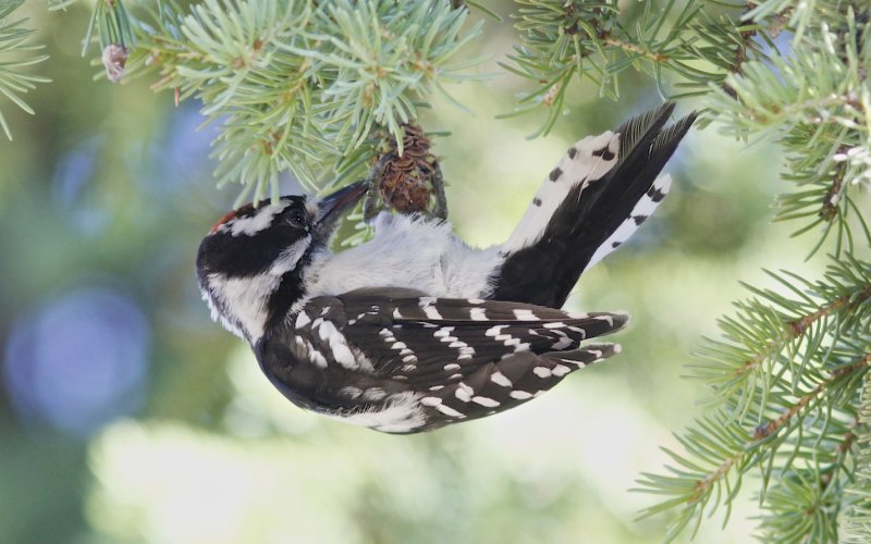 Downy Woodpecker