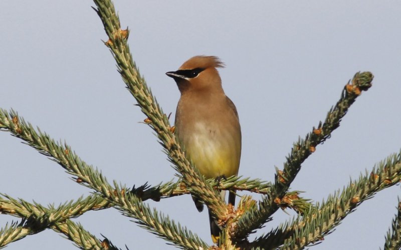 Cedar Waxwing