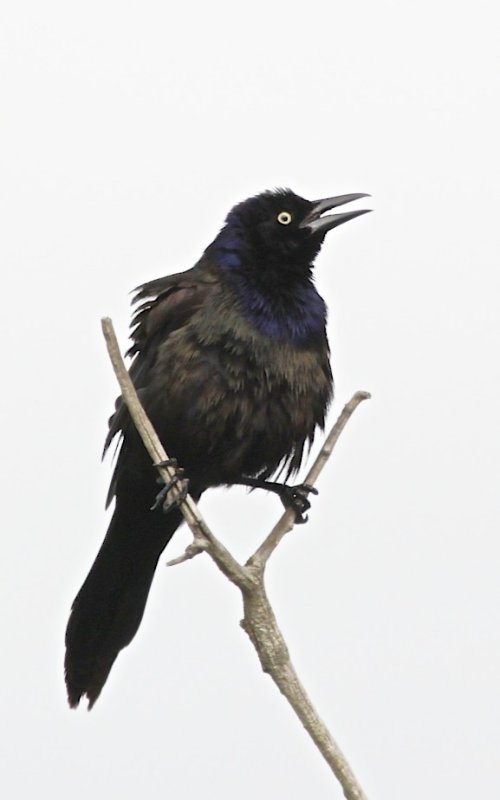Common Grackle