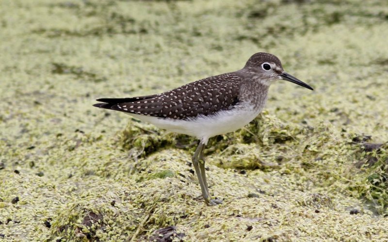 Solitary Sandpiper