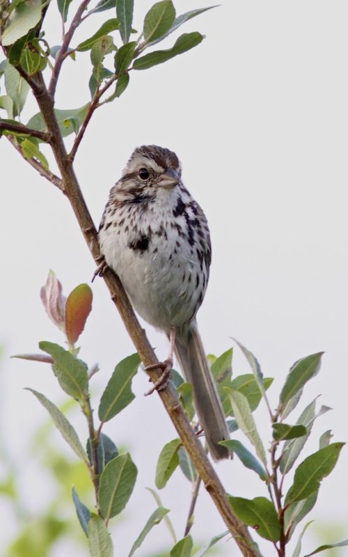 Song Sparrow