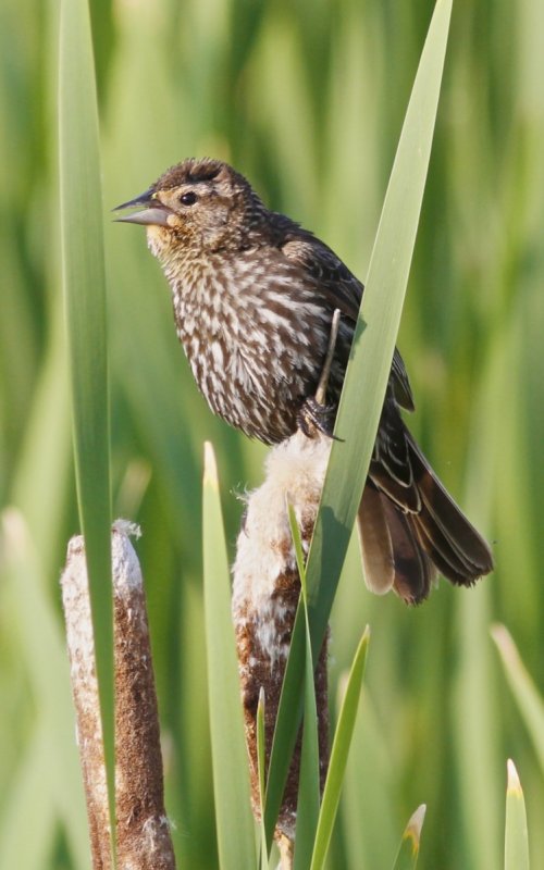 Red-winged Blackbird (female)