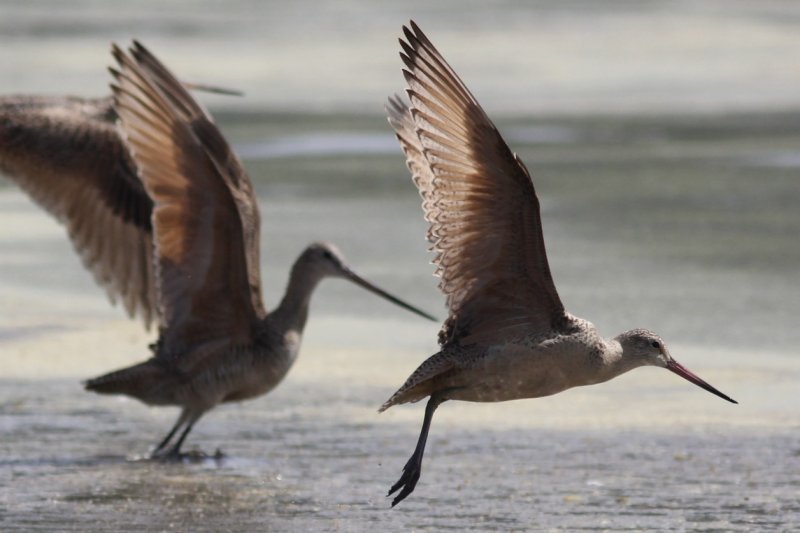 Marbled Godwit