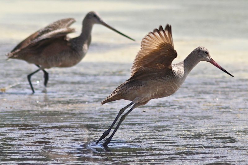 Marbled Godwit