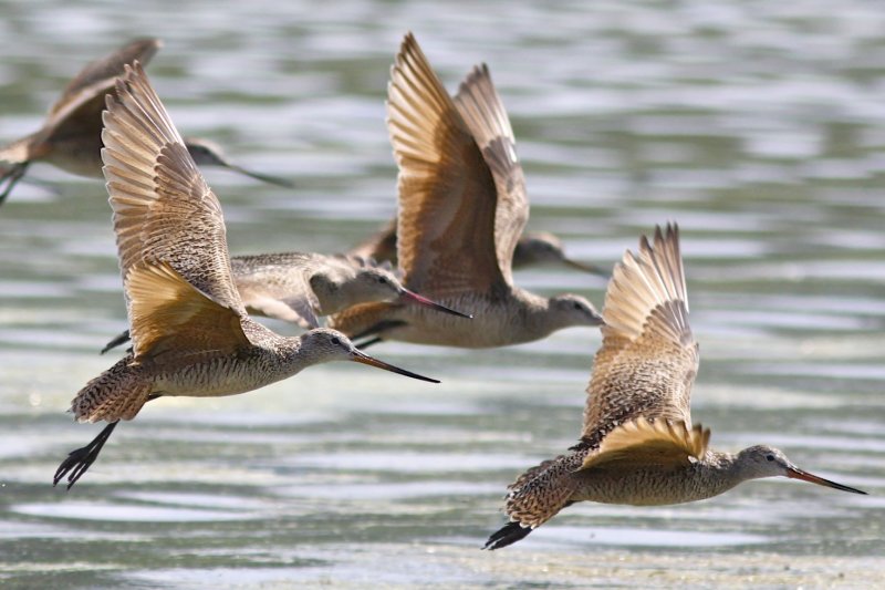 Marbled Godwit