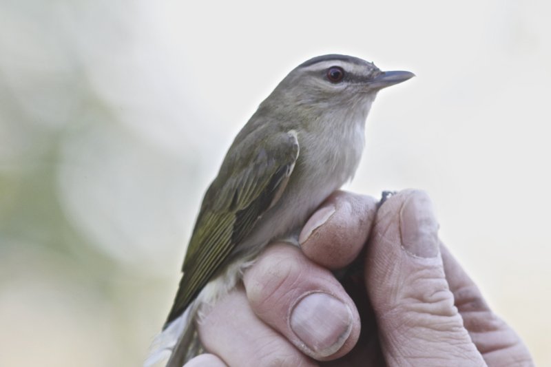 Red-eyed Vireo (after banding)