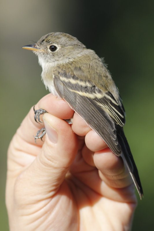 Flycatcher (after banding)