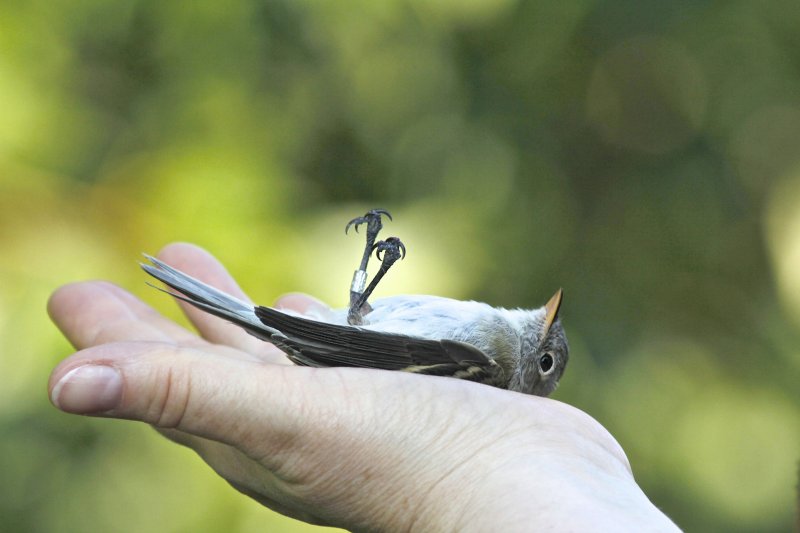Flycatcher in hand (after banding)