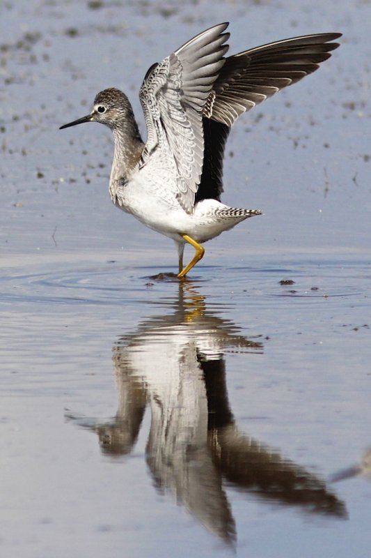 Lesser Yellowlegs (juvenile)