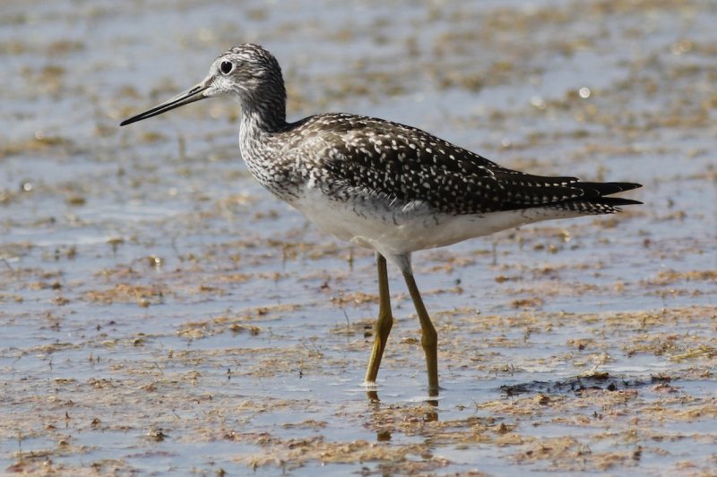 Greater Yellowlegs