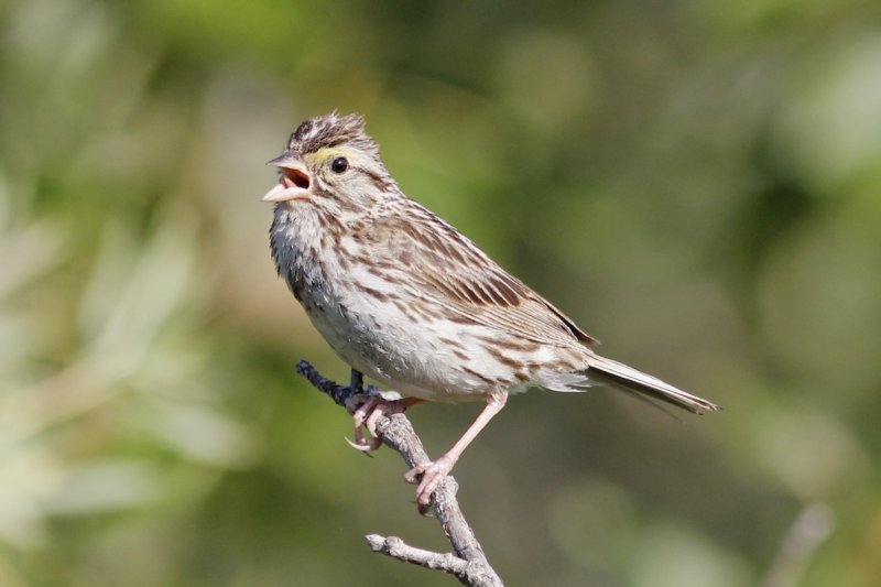 Savannah Sparrows