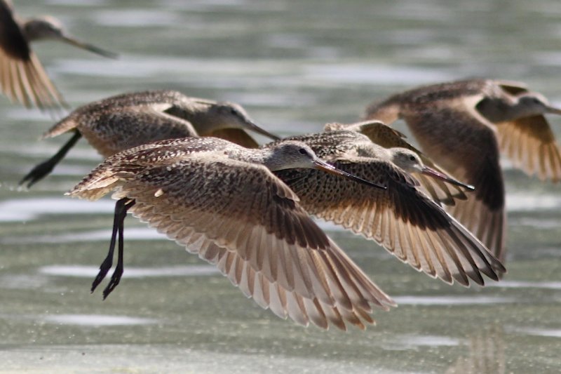Marbled Godwit