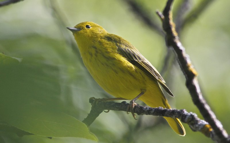 Yellow Warbler