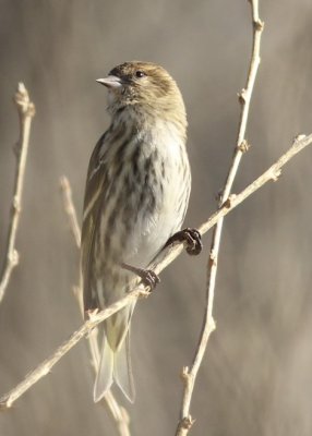 Pine Siskins