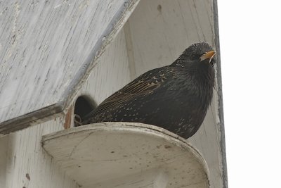 Swallows and Lark