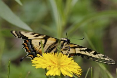 Swallowtail (Canadian Tiger?)