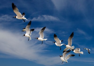 June 2011 Seagulls