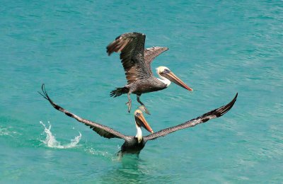 Multiple Pelicans