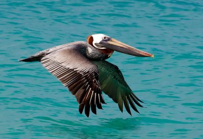 January 2012 Pelicans