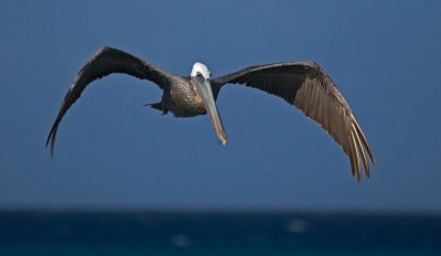 Aruba January 2008 Pelicans