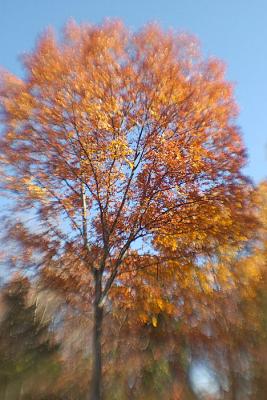 DSC_1555.jpg