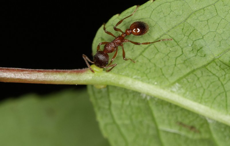 Myrmica-on-Prunus_EFN.jpg