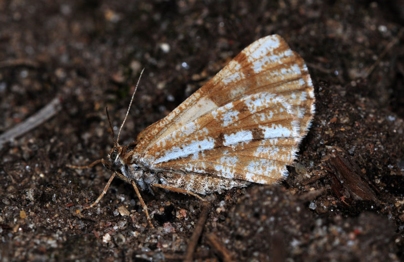 Bupalus-piniarius.jpg