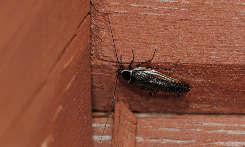 Ectobius-sylvestris_male.jpg