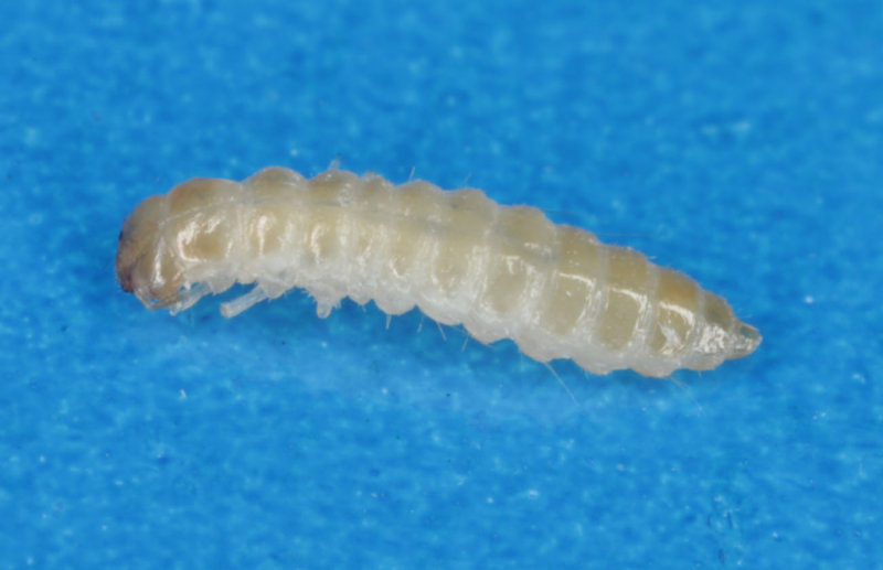 Oryzaephilus-surinamensis_larva.jpg