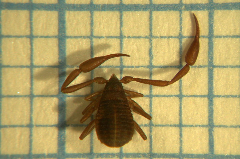 Chelifer-cancroides.jpg