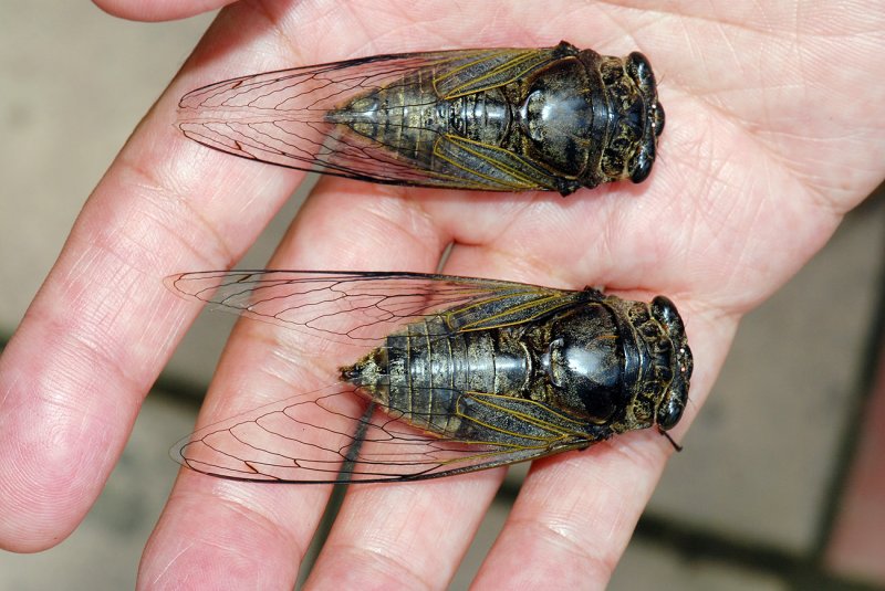 Cryptotympana-dubia_male-female.jpg
