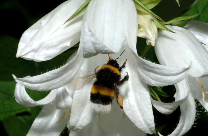 Bombus-lucorum.jpg
