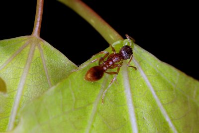 Myrmica-on-Populus-EFN.jpg