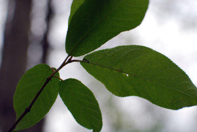 Myrmica-on-Prunus-leaf_EFN.jpg