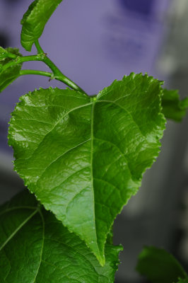 Hybrid-aspen-leaf_EFN.jpg