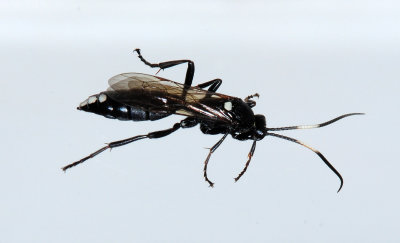 Xorides_sp.jpg