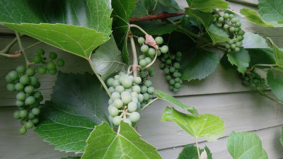 Grapes.jpg