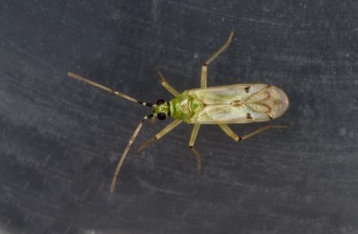 Nesidiocoris-tenuis.jpg