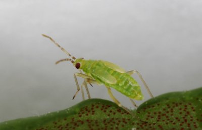 Nesidiocoris tenuis nymph.jpg