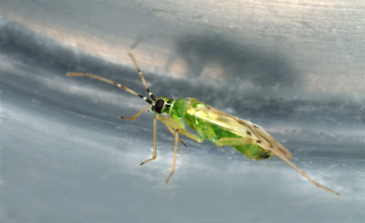 Nesidiocoris tenuis.jpg