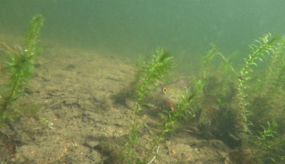 Elodea-canadensis.jpg