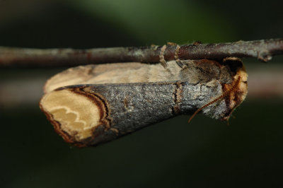 Phalera-bucephala.jpg