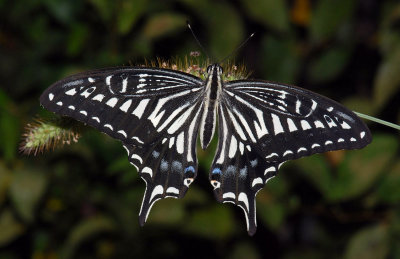 Papilio-xuthus.jpg