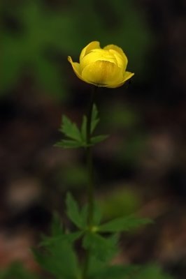 Trollius-europaeus.jpg