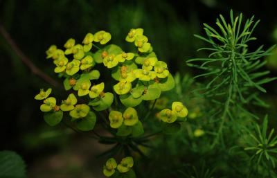 Euphorbia-cyparissias.jpg
