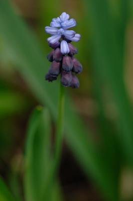 Muscari-botryoides.jpg