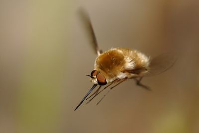 Bombylius-minor_in-flight.jpg