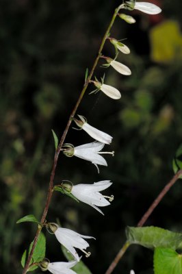 Campanulaceae
