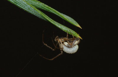 Spider-ectoparasite.jpg