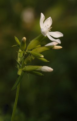 Saponaria-officinalis.jpg